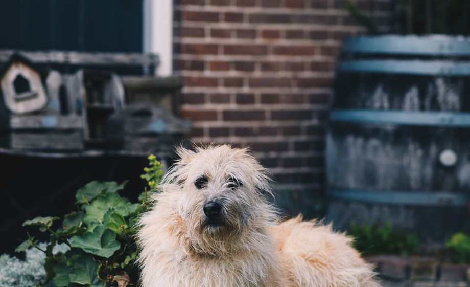 De hond van de familie | Foto: Marjon Lukje