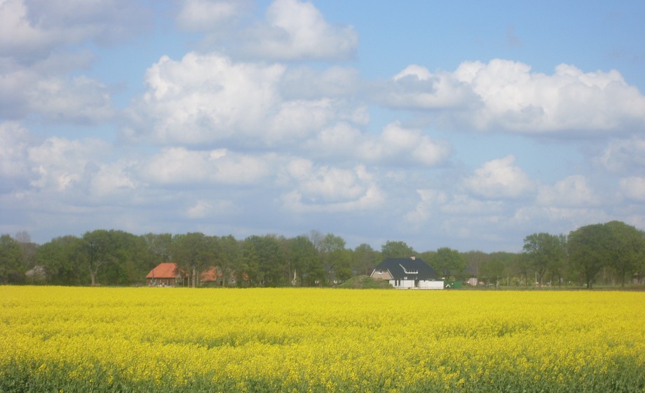De boerderij van Geert met velden vol bloeiend koolzaad | Foto: eigen bezit