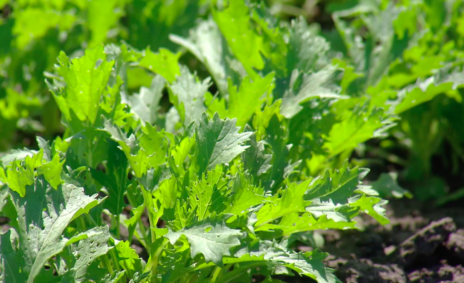 Raapsteel op het land