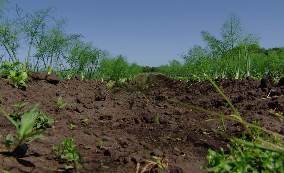 Raapstelen kan je in rijtjes telen met andere gewassen ernaast om insecten een kans te geven