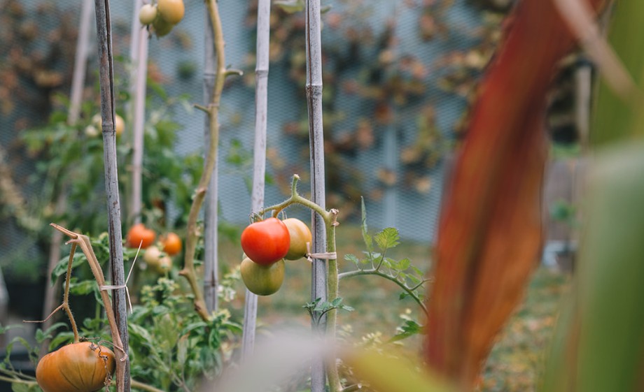 Genieten van eigen oogst | Foto: Sheena Schouwink