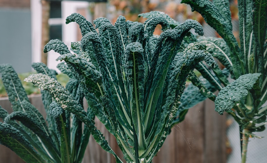 Ben bouwde de bakken op hoogte zodat hij op latere leeftijd er ook gemakkelijk bij kan | Foto: Sheena Schouwink