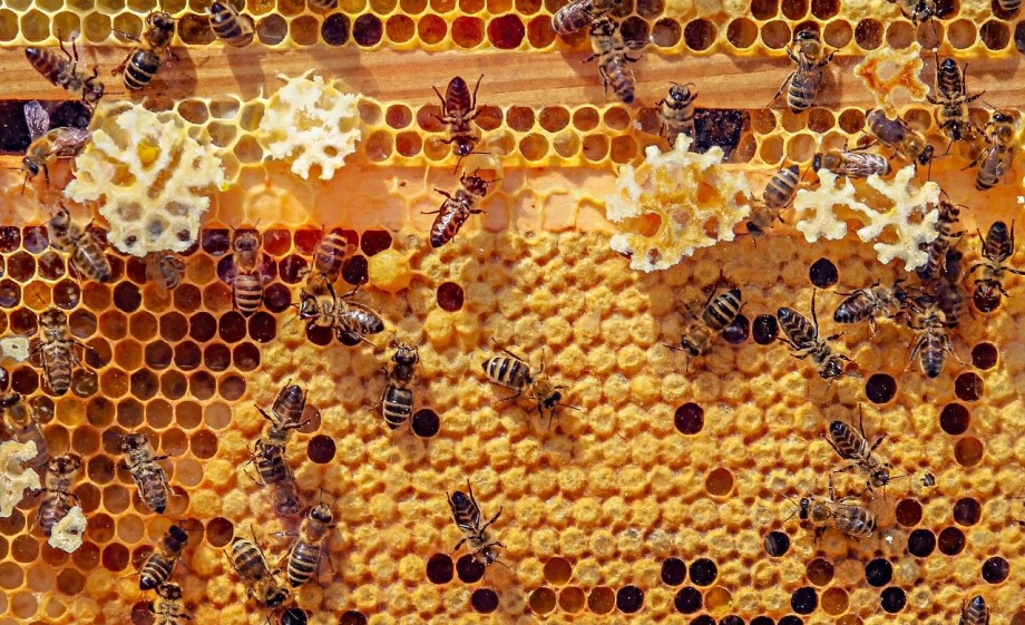 Bijenwas in de maak