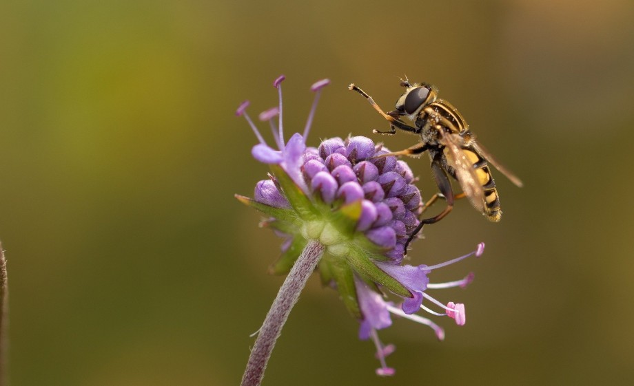 Insect op een bloem | Foto: Pexels