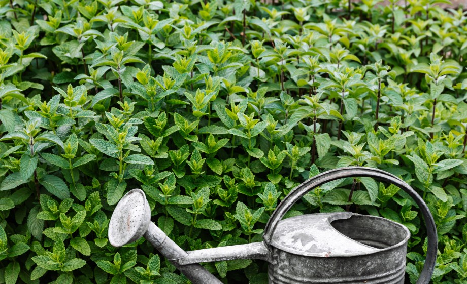 Aan de slag met de gieter | Foto: Pexels