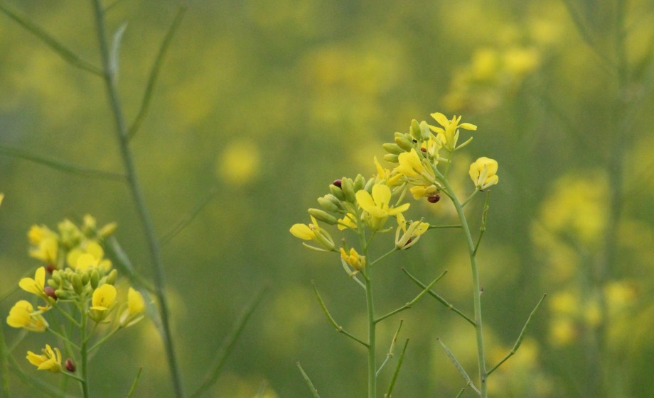 Koolzaadplant in bloei | Foto: Pixabay