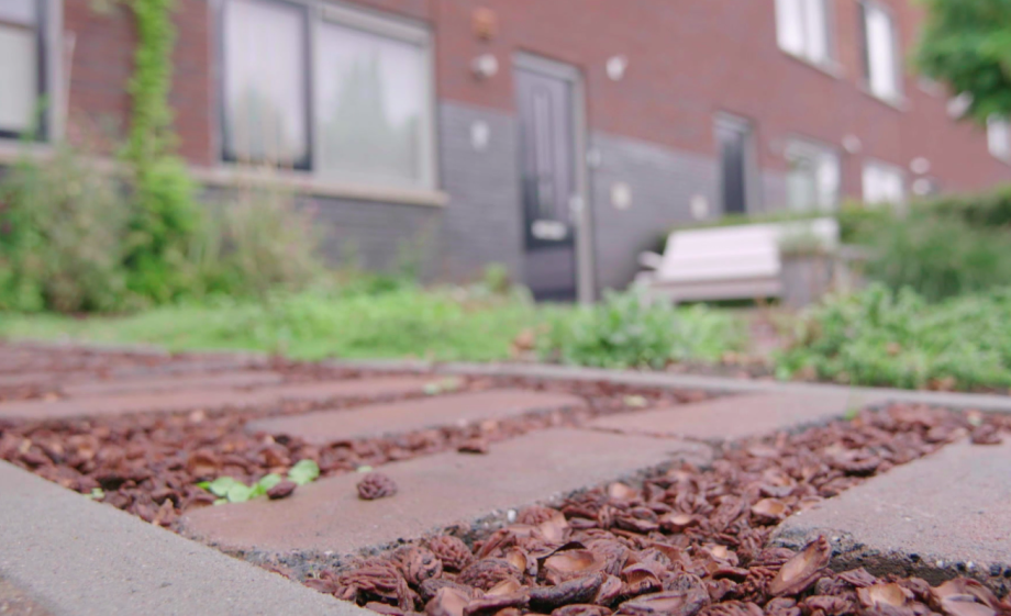 Groene oprit met enkele stenen en perzikpitten in Groningen | Still uit de uitzending