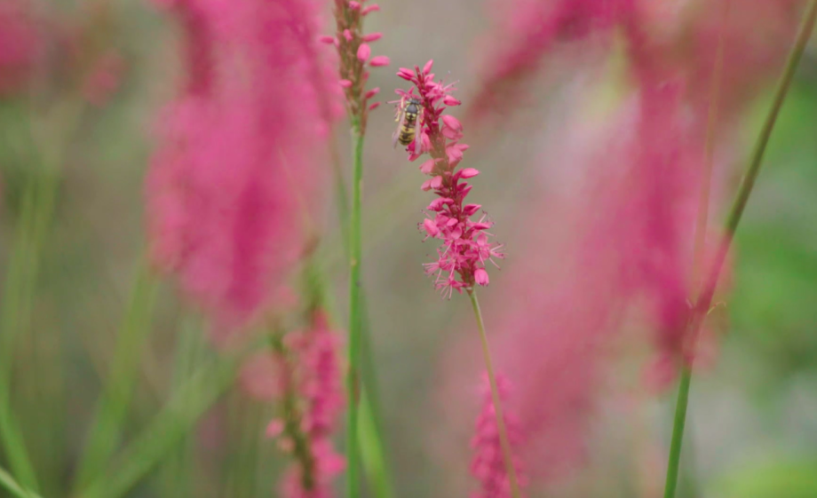 Er is zelfs op de oprit ruimte voor biodiversiteit | Still uit de uitzending