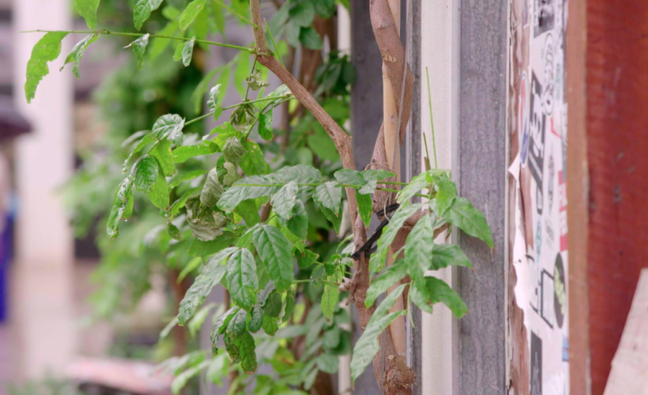 Groen tegen de gevel doet de stad goed | Still uit de uitzending