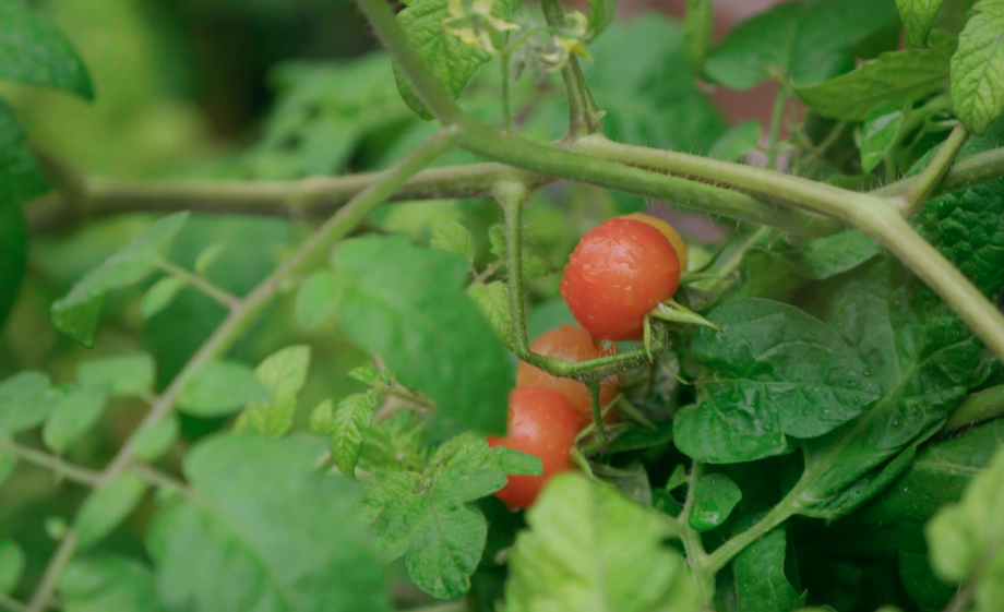 Er groeien zelfs tomaten in Groningen stad | Still uit de uitzending
