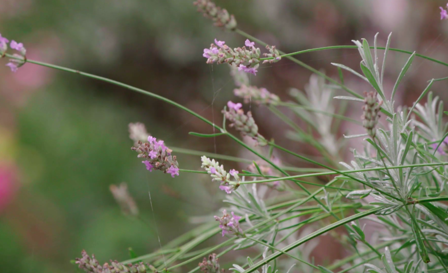 Groen tegen de gevel doet de stad goed | Still uit de uitzending