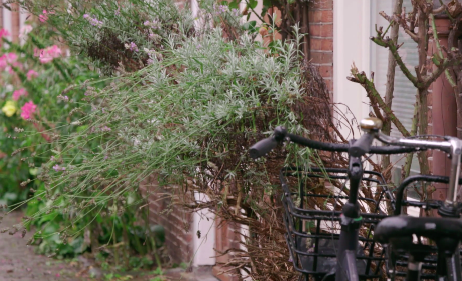 Groen tegen de gevel doet de stad goed | Still uit de uitzending