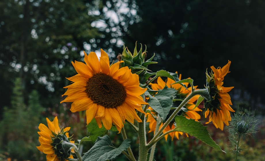 Monument met een missie