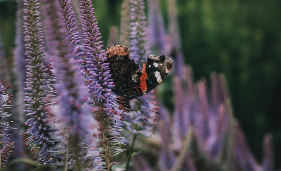 Prachtige natuur | Foto: Sheena Schouwink