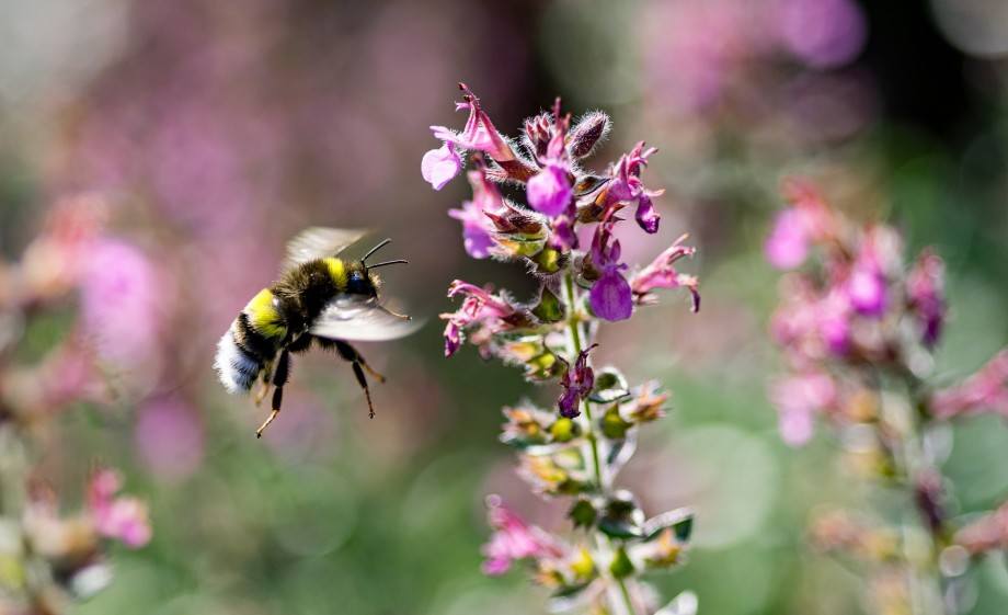 Insecten komen dan ook graag langs bij Nico in de tuin | Foto: Pixabay