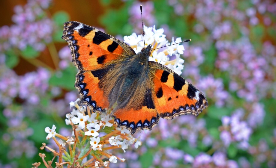 Volop vlinders | Foto: Pixabay