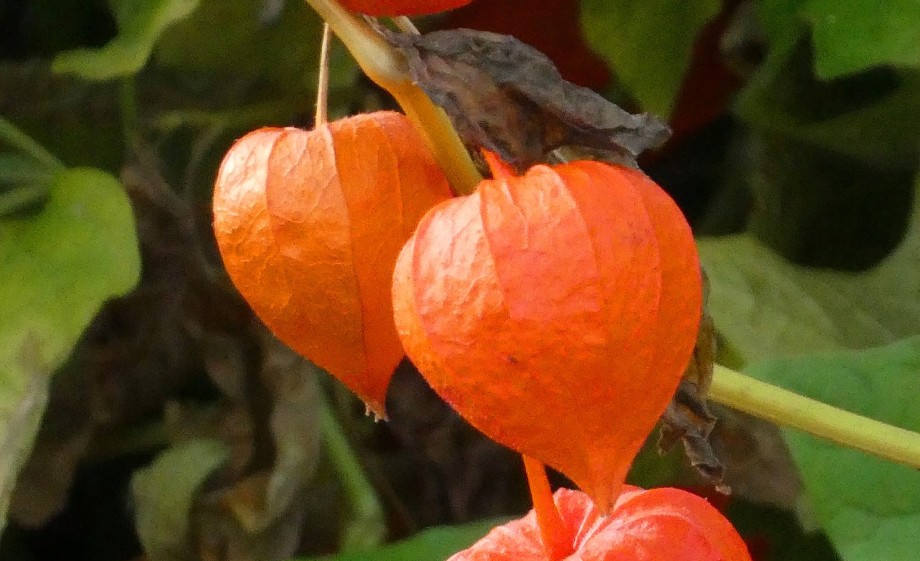 Oranje lampionnen takken maken er een feestelijk geheel van | Foto: Pexels