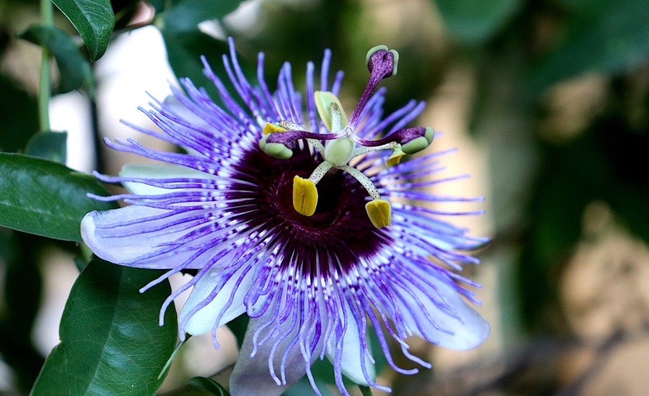 De passiebloem staat hoog op het favorietenlijstje van tuinontwerper Nico | Foto: Pixabay