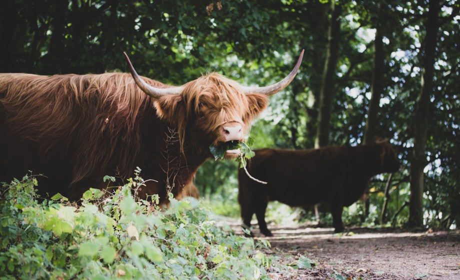 Nederlandse natuur ligt om de hoek | Foto: Pexels