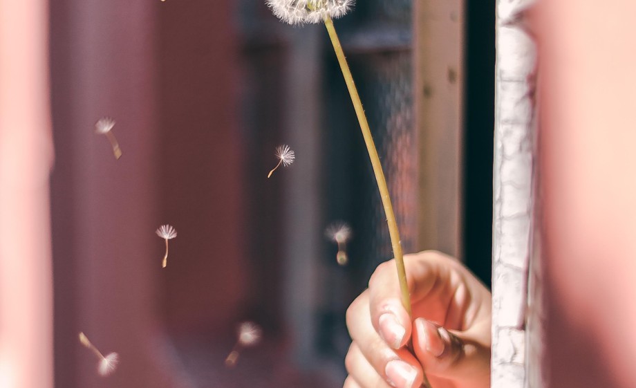 Niets leuker dan uitgebloeide paardenbloemen wegblazen| Foto: Pexels