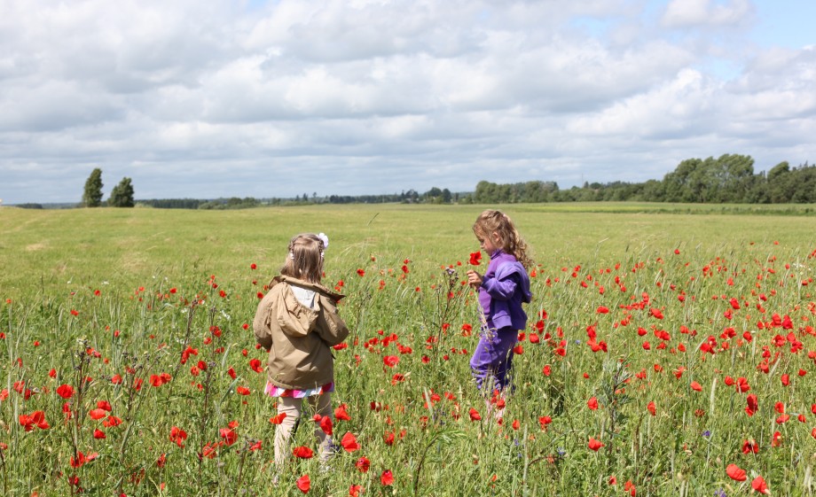 Klaprozen in het veld | Foto: Pixabay