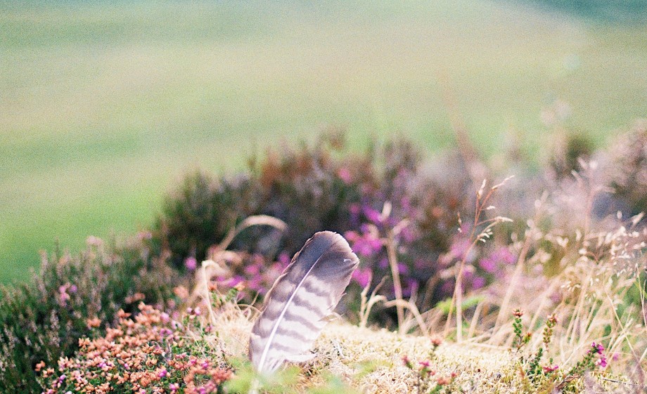 En pak een route terug via de duinen voor meer natuurschoon | Foto: Pexels