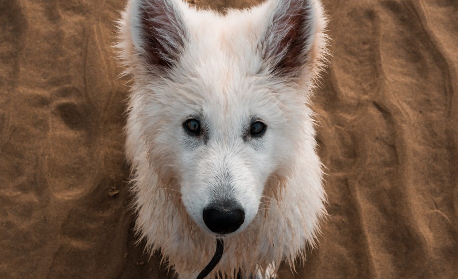 Lekker met de hond over het strand doet je goed | Foto: Pexels