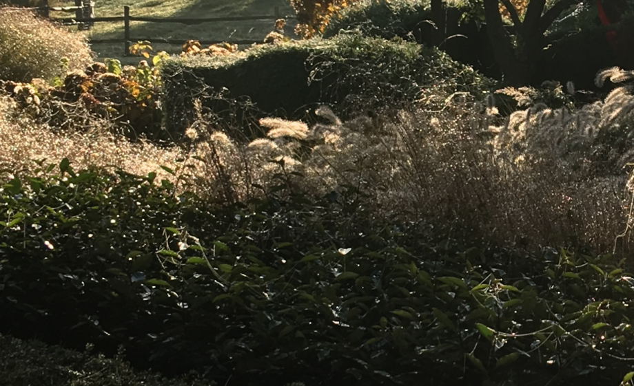 Eigen tuin van Nico Wissing | Foto: via Studio Nico Wissing