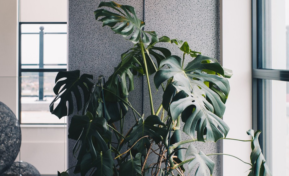 Groen in huis | Foto: Marjon Lukje