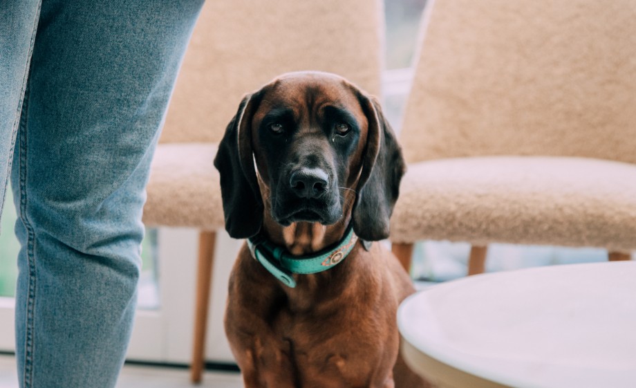 Hondje | Foto: Sheena Schouwink