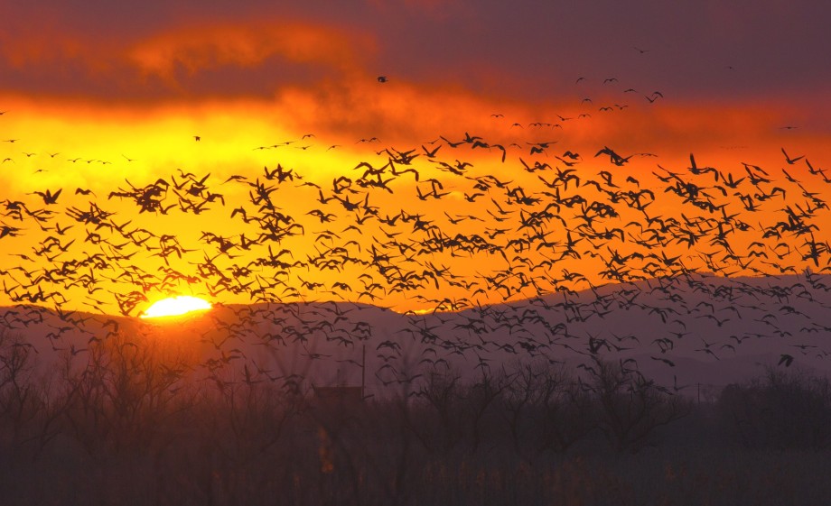 Kolganzen vertrekken massaal | Foto: Pixabay