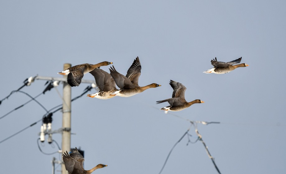 Kolganzen stijgen op | Foto: Pixabay