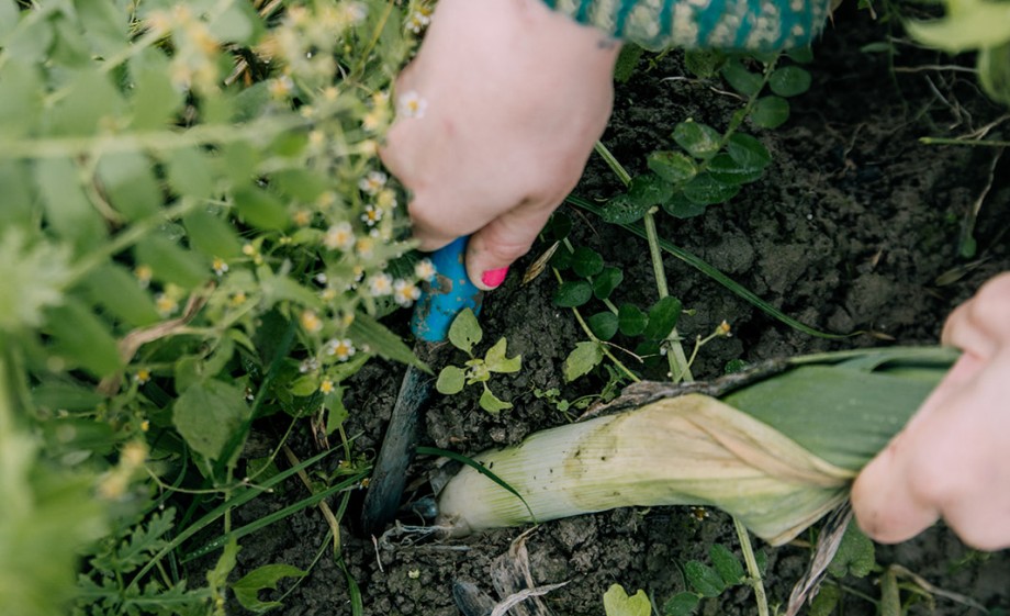 Rosah van Schendelen