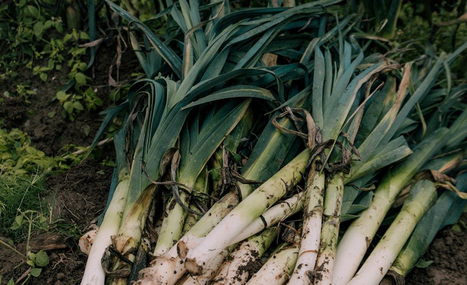 Rosah van Schendelen