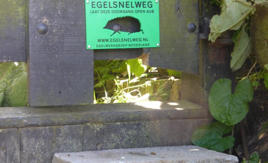 Egelsnelweg in de tuin | Foto: Anke van Westerlaak via www.zoogdiervereniging.nl