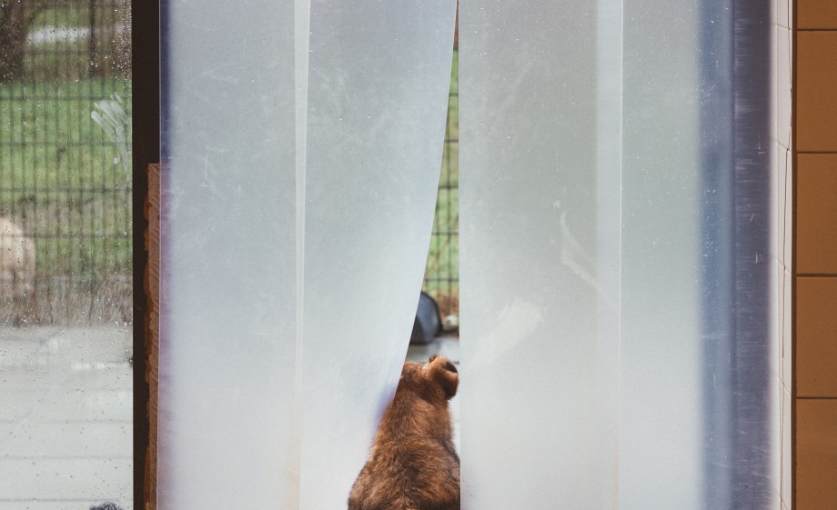 Er is een vrije in en uit loop bij de woning | Foto: Marjon Lukje