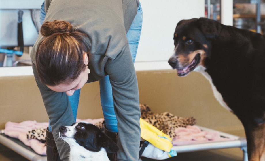 Veel honden hebben een handicap en zijn mobiel met hulp van een hondenrolstoel | Foto: Marjon Lukje