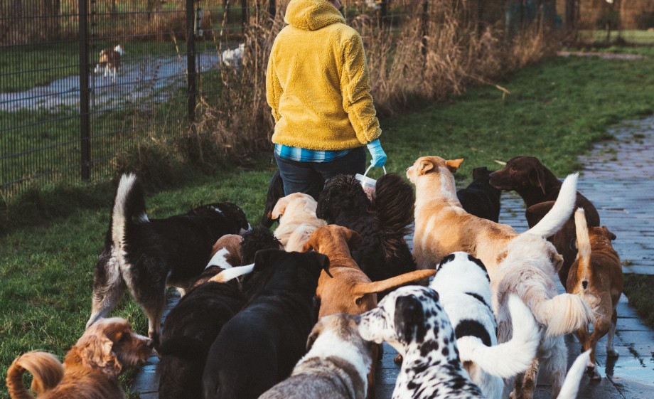 De dieren kunnen lekker buiten lopen bij de Stichting Dierenthuis in Almere | Foto: Marjon Lukje