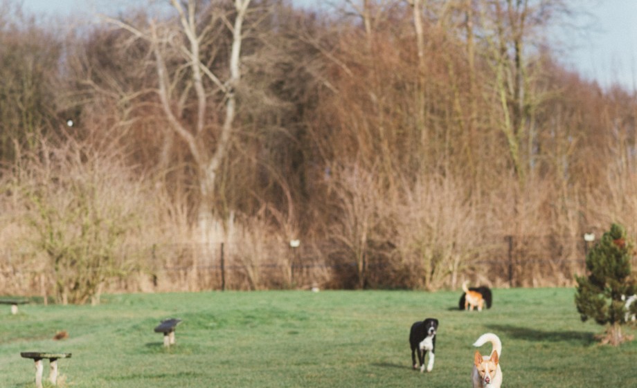 Er is een hondenweide waar de beestjes helemaal los kunnen | Foto: Marjon Lukje 