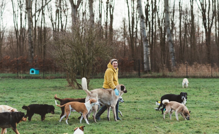 Aanmeldingen voor honden en katten komen vanuit het hele land hier terecht | Foto: Marjon Lukje