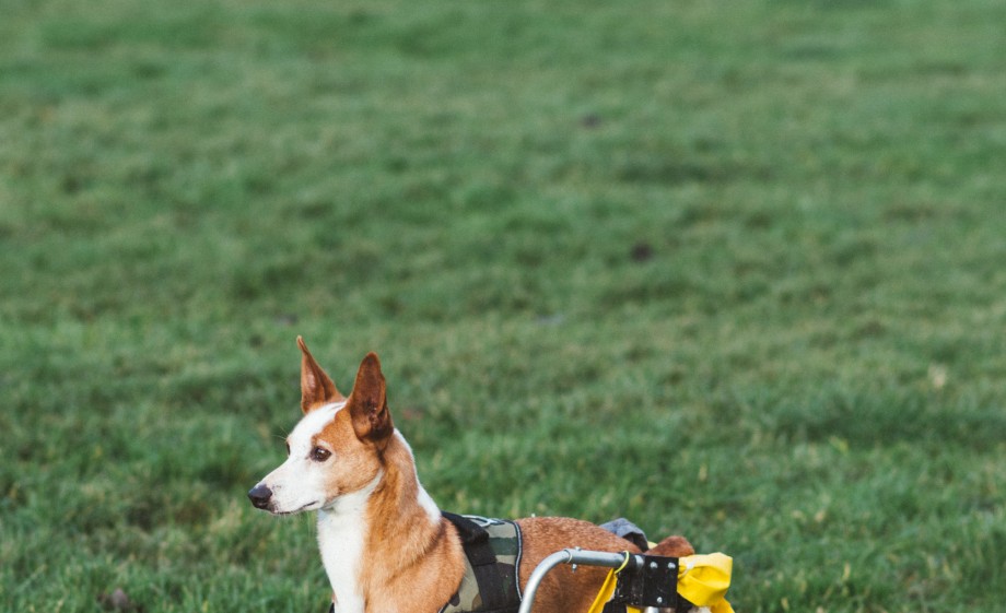 Ook buiten komt de hondenrolstoel heel goed van pas | Foto: Marjon Lukje