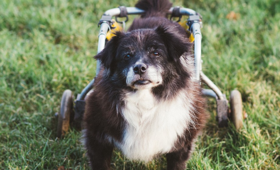 Honden met beperkingen krijgen hier nog alle kansen | Foto: Marjon Lukje