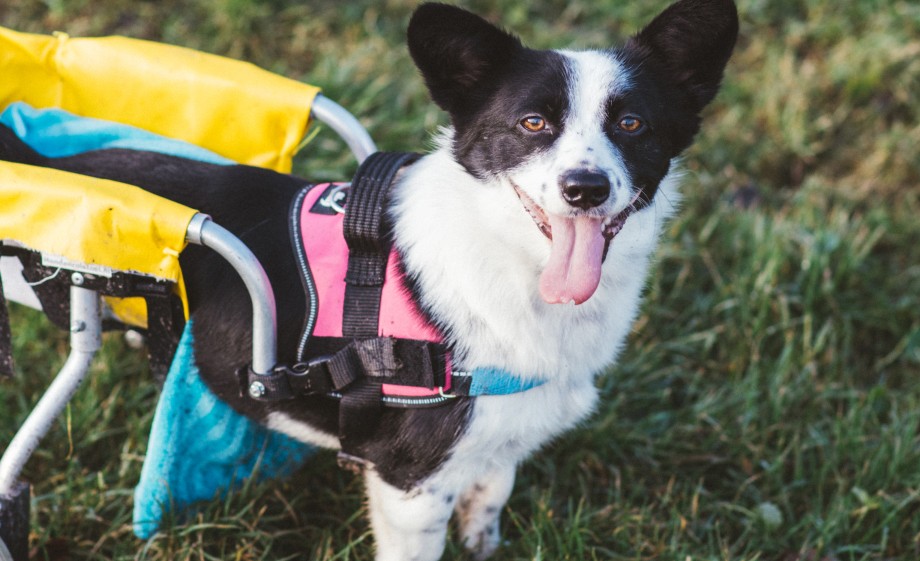 Met een hondenrolstoel komt dit hondje goed vooruit | Foto: Marjon Lukje