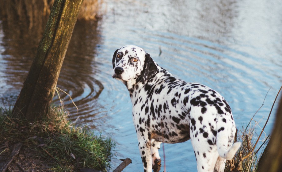 Maar ze krijgen buiten ook volop beweging | Foto: Marjon Lukje