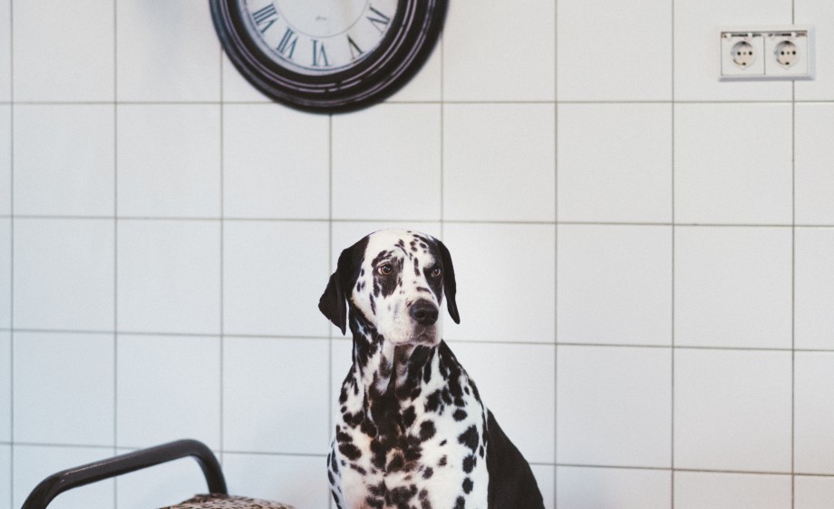 De aanmeldingen voor honden, poezen en zelfs paarden blijven dan ook binnenkomen | Foto: Marjon Lukje