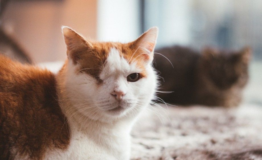 Ook poezen hebben hier een plek | Foto: Marjon Lukje
