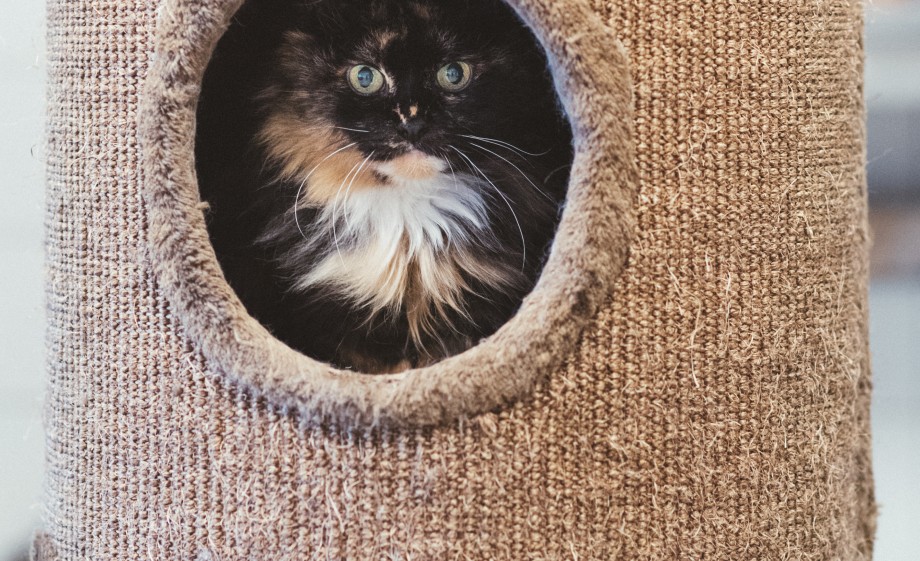 Ook voor poezen heeft Stichting Dierenthuis in Almere een speciale ruimte ingericht | Foto: Marjon Lukje