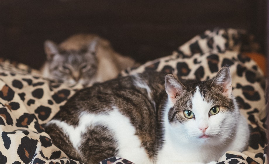 In dit tehuis word met zoveel mogelijk liefde en zorg naar de dieren omgekeken | Foto: Marjon Lukje