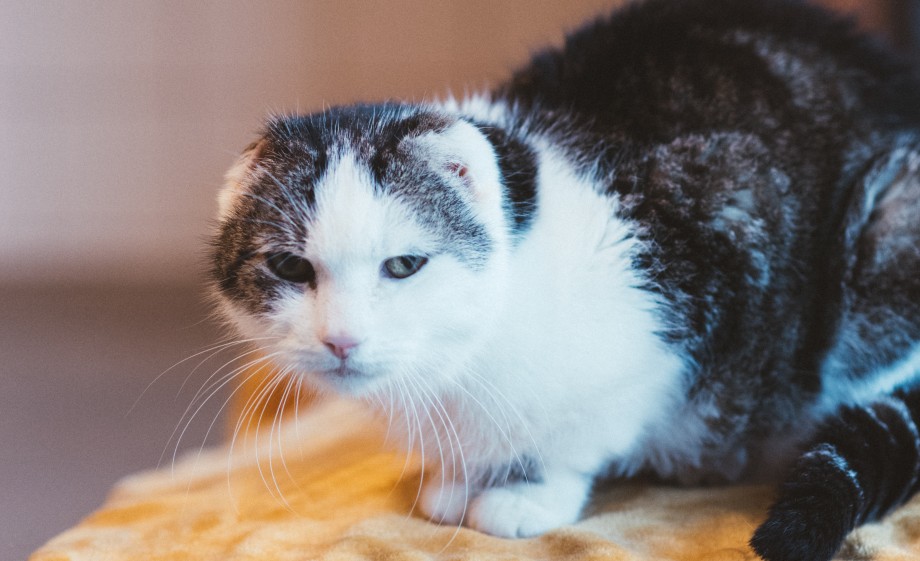 Er is een speciaal katten paradijs | Foto: Marjon Lukje