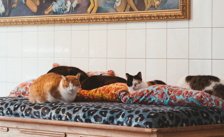 Het begon allemaal met het redden van 1 poes uit het asiel, nu wonen er 250 katten bij Alice en Steven in Almere | Foto: Marjon Lukje